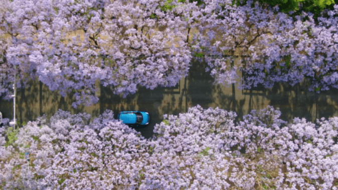 逗拍4.6.2苹果版:有一种叫云南的生活｜蓝花楹开得好，昆明给游客的《宠爱》唱得棒！