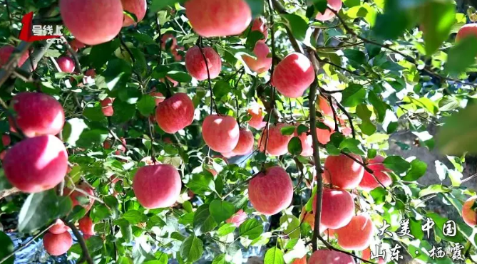 水果苹果央视新闻苹果搭配什么水果榨汁